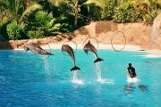 Loro Parque delfiininäytös2